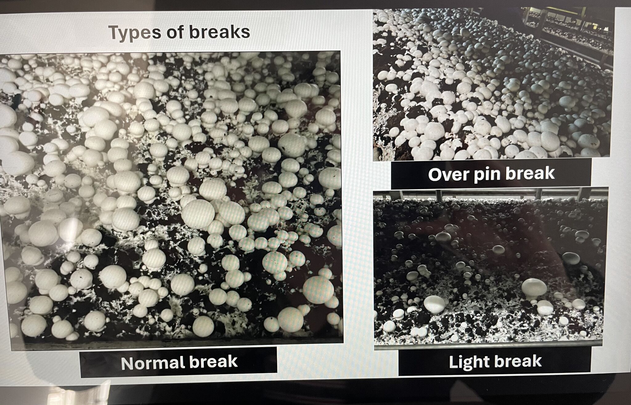 Mushroom Flushes and Their Impact on Harvest Efficiency