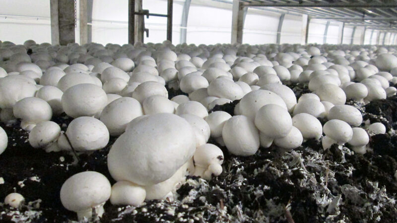 Technology - Robotic Mushroom Harvesting