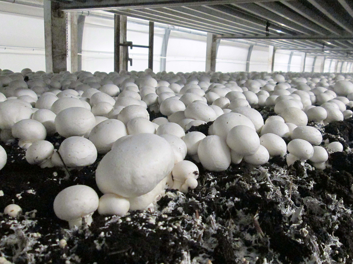 Technology plays vital role in harvesting